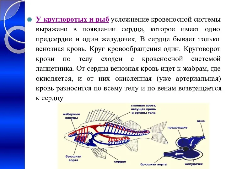 У круглоротых и рыб усложнение кровеносной системы выражено в появлении