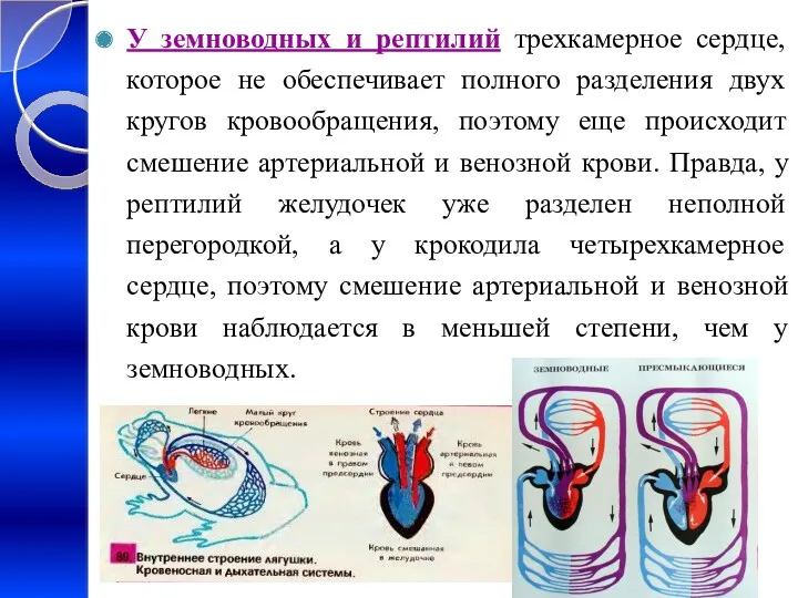 У земноводных и рептилий трехкамерное сердце, которое не обеспечивает полного