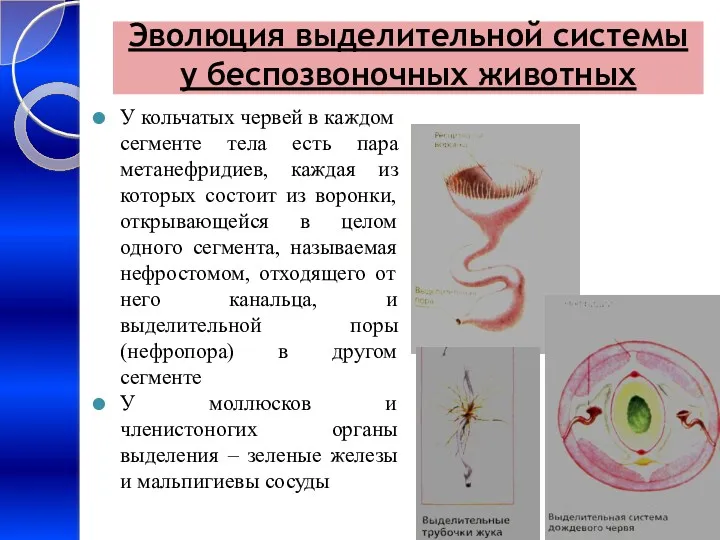 Эволюция выделительной системы у беспозвоночных животных У кольчатых червей в