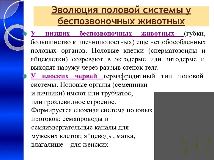 Эволюция половой системы у беспозвоночных животных У низших беспозвоночных животных