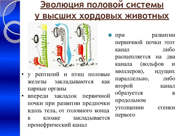 Эволюция половой системы у высших хордовых животных при развитии первичной