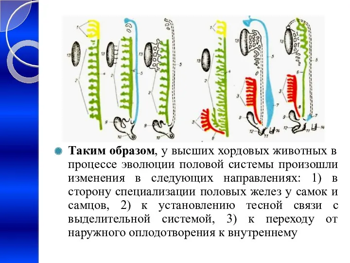 Таким образом, у высших хордовых животных в процессе эволюции половой