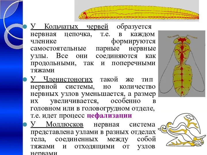 У Кольчатых червей образуется нервная цепочка, т.е. в каждом членике