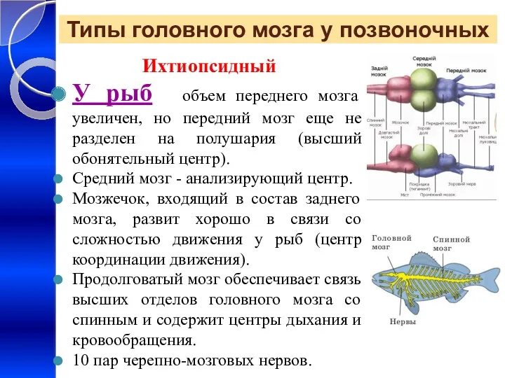 Типы головного мозга у позвоночных Ихтиопсидный У рыб объем переднего