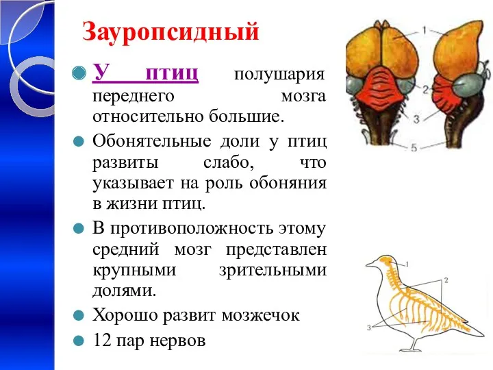 Зауропсидный У птиц полушария переднего мозга относительно большие. Обонятельные доли