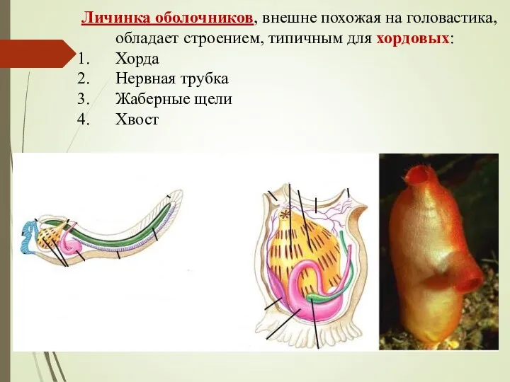Личинка оболочников, внешне похожая на головастика, обладает строением, типичным для хордовых: Хорда Нервная