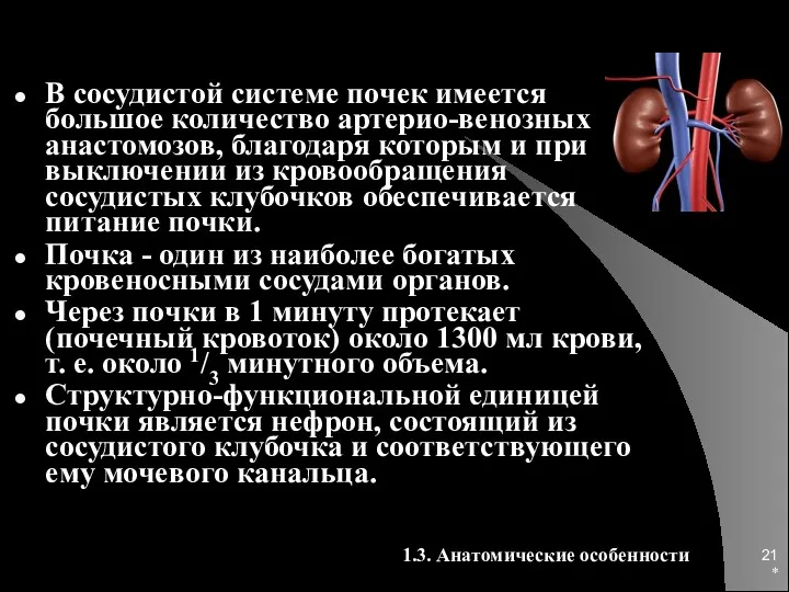 * В сосудистой системе почек имеется большое количество артерио-венозных анастомозов,