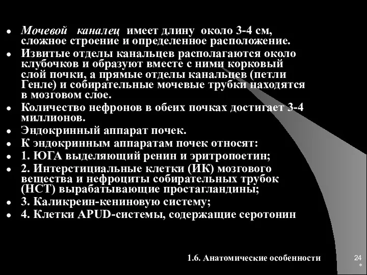 * Мочевой каналец имеет длину около 3-4 см, сложное строение