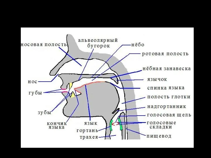 Ротовая полость