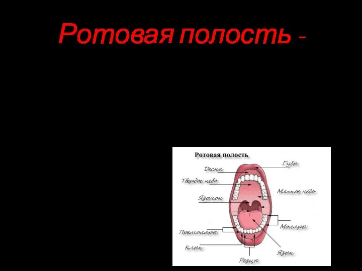 Ротовая полость - это начало пищеварительного аппарата. Она имеет такое