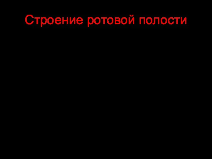 Строение ротовой полости С анатомической точки зрения полость рта представляет