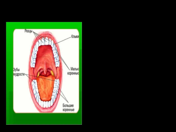 Зубы Располагаются в виде двух дуг (верхней и нижней) и
