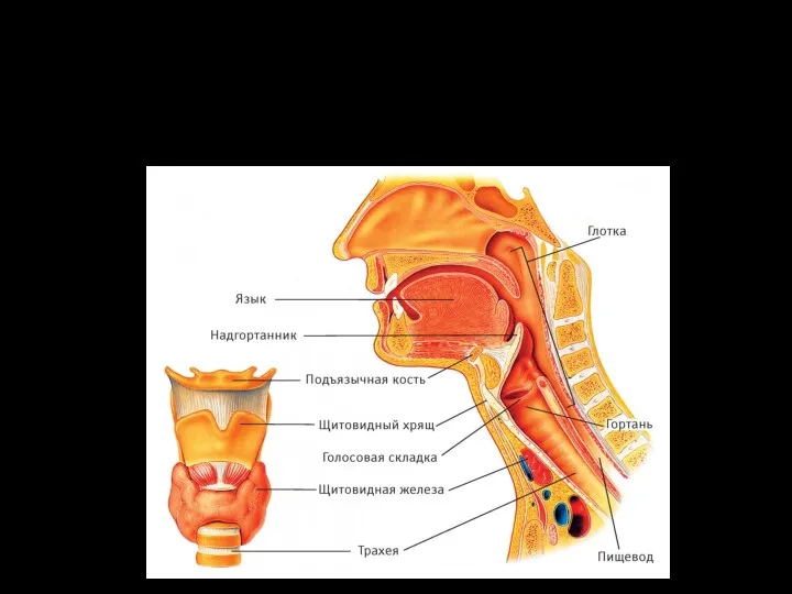 Анатомическое строение гортани человека