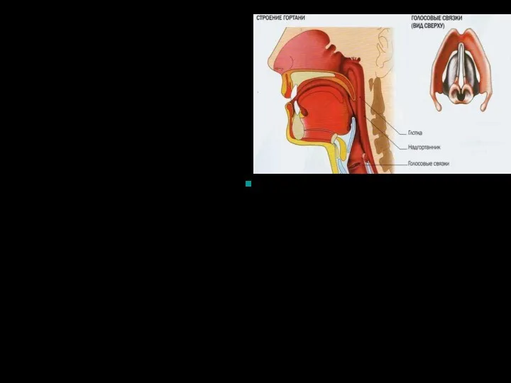 У мужчин гортань крупнее, а голосовые складки длиннее и толще,