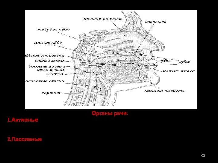 Органы речи: Активные – способны менять объем и форму речевого