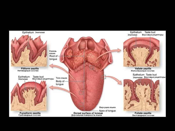 Вкусовые сосочки языка