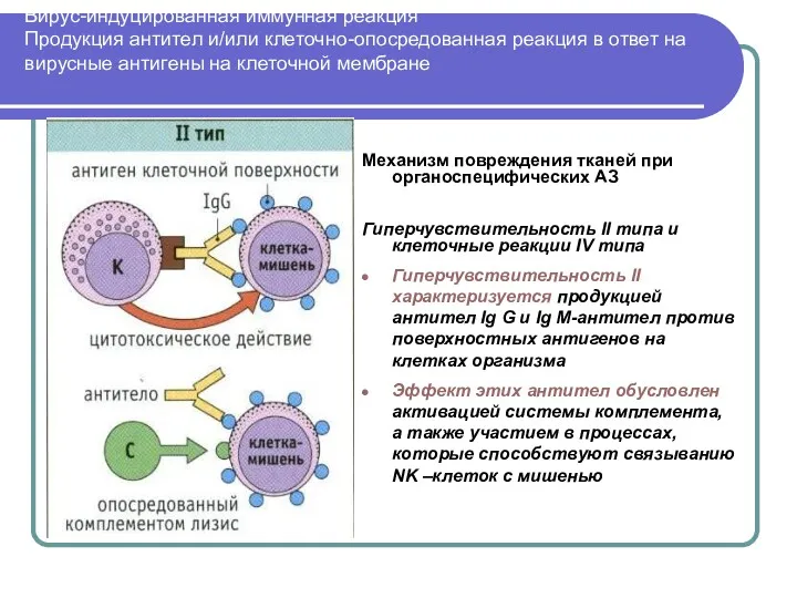 Вирус-индуцированная иммунная реакция Продукция антител и/или клеточно-опосредованная реакция в ответ