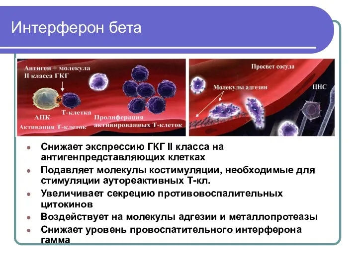 Интерферон бета Снижает экспрессию ГКГ II класса на антигенпредставляющих клетках