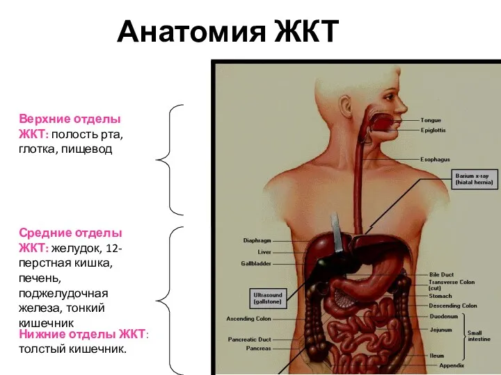 Анатомия ЖКТ Верхние отделы ЖКТ: полость рта, глотка, пищевод Средние отделы ЖКТ: желудок,
