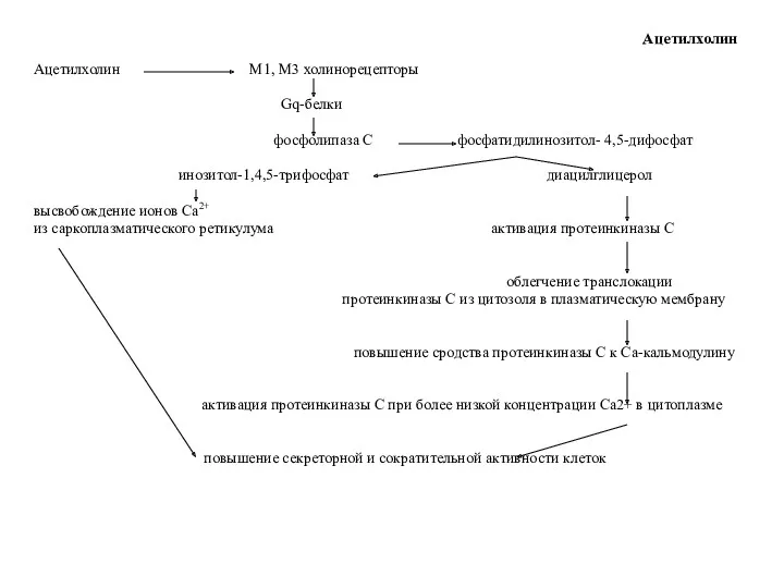 Ацетилхолин Ацетилхолин М1, М3 холинорецепторы Gq-белки фосфолипаза С фосфатидилинозитол- 4,5-дифосфат