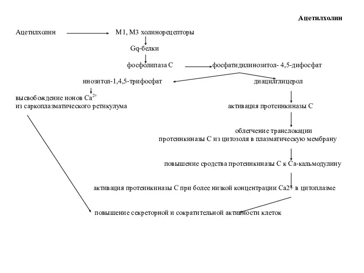 Ацетилхолин Ацетилхолин М1, М3 холинорецепторы Gq-белки фосфолипаза С фосфатидилинозитол- 4,5-дифосфат инозитол-1,4,5-трифосфат диацилглицерол высвобождение