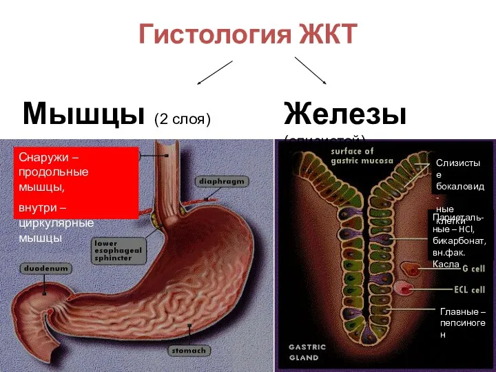 Мышцы (2 слоя) Железы (слизистой) Гистология ЖКТ Главные – пепсиноген Париеталь- ные –