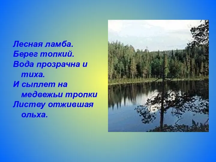 Лесная ламба. Берег топкий. Вода прозрачна и тиха. И сыплет на медвежьи тропки Листву отжившая ольха.