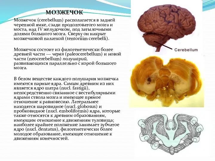 МОЗЖЕЧОК Мозжечок (cerebellum) располагается в задней черепной ямке, сзади продолговатого