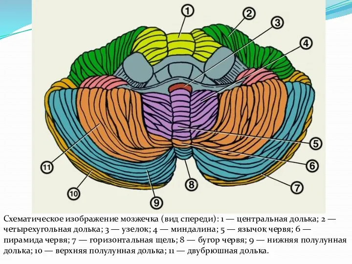 Схематическое изображение мозжечка (вид спереди): 1 — центральная долька; 2 — четырехугольная долька;