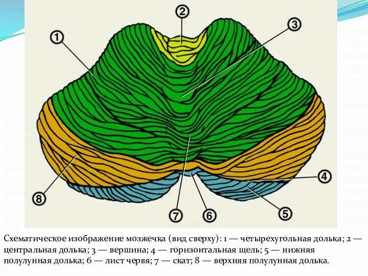 Схематическое изображение мозжечка (вид сверху): 1 — четырехугольная долька; 2