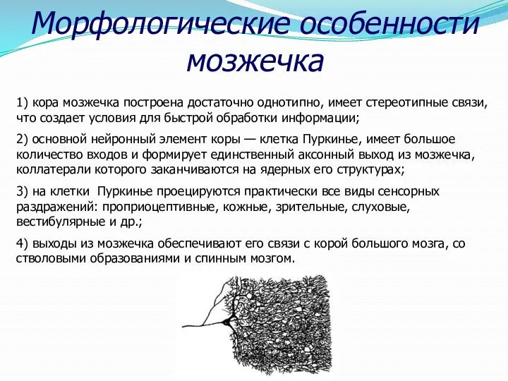 Морфологические особенности мозжечка 1) кора мозжечка построена достаточно однотипно, имеет