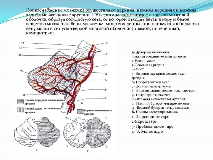 Кровоснабжение мозжечка осуществляют верхняя, нижняя передняя и нижняя задняя мозжечковые артерии. Их ветви