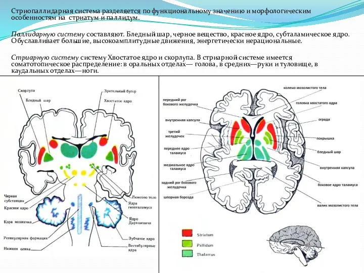 Стриопаллидарная система разделяется по функциональному значению и морфологическим особенностям на