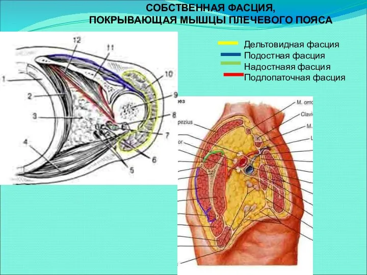 Дельтовидная фасция Подостная фасция Надостнаяя фасция Подлопаточная фасция СОБСТВЕННАЯ ФАСЦИЯ, ПОКРЫВАЮЩАЯ МЫШЦЫ ПЛЕЧЕВОГО ПОЯСА