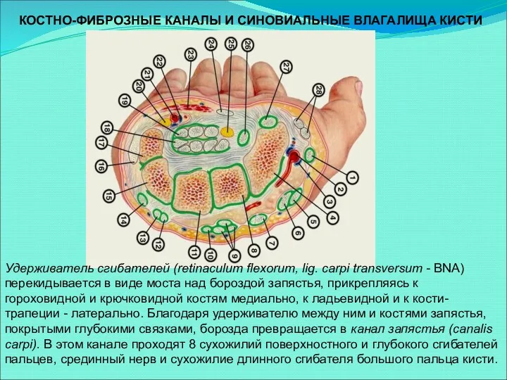 КОСТНО-ФИБРОЗНЫЕ КАНАЛЫ И СИНОВИАЛЬНЫЕ ВЛАГАЛИЩА КИСТИ Удерживатель сгибателей (retinaculum flexorum,