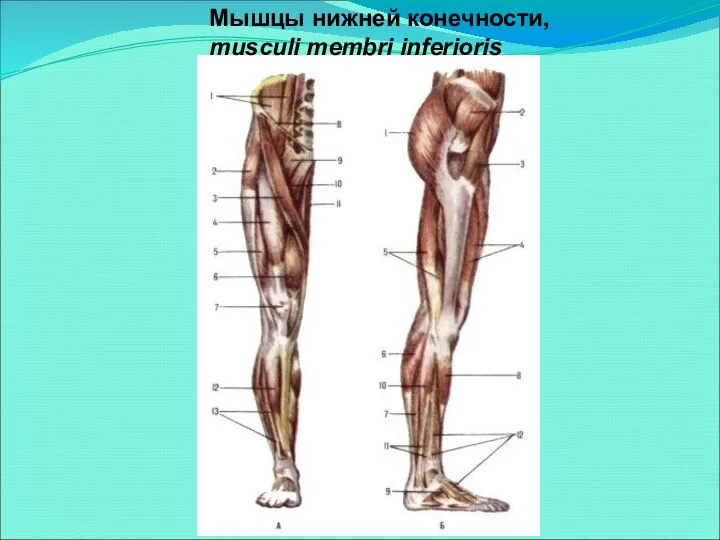 Мышцы нижней конечности, musculi membri inferioris