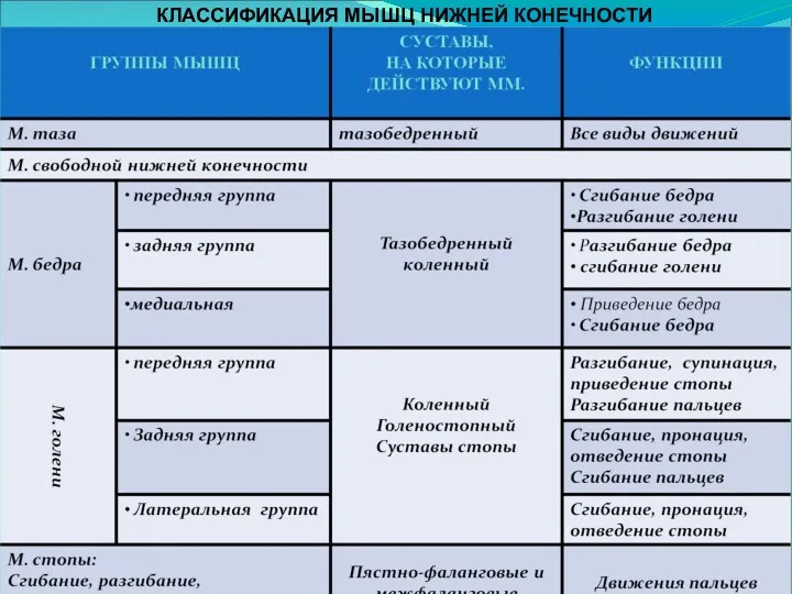 КЛАССИФИКАЦИЯ МЫШЦ НИЖНЕЙ КОНЕЧНОСТИ