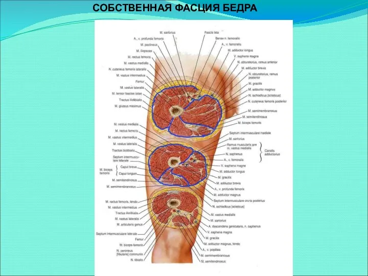 СОБСТВЕННАЯ ФАСЦИЯ БЕДРА