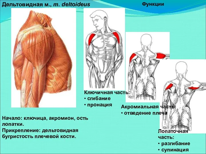 Дельтовидная м., m. deltoideus Начало: ключица, акромион, ость лопатки. Прикрепление: