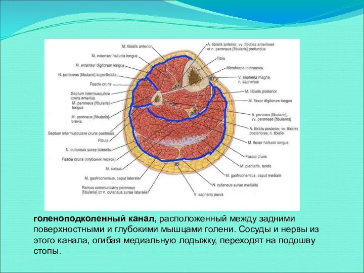 голеноподколенный канал, расположенный между задними поверхностными и глубокими мышцами голени.