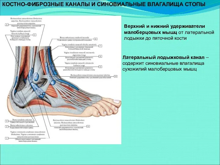 КОСТНО-ФИБРОЗНЫЕ КАНАЛЫ И СИНОВИАЛЬНЫЕ ВЛАГАЛИЩА СТОПЫ Верхний и нижний удерживатели