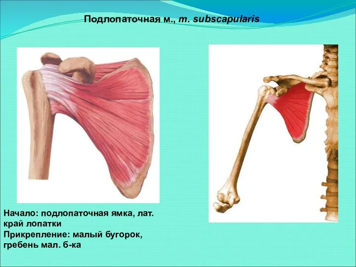 Подлопаточная м., m. subscapularis Начало: подлопаточная ямка, лат. край лопатки Прикрепление: малый бугорок, гребень мал. б-ка