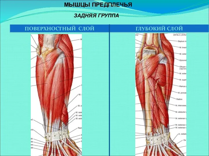 МЫШЦЫ ПРЕДПЛЕЧЬЯ ЗАДНЯЯ ГРУППА