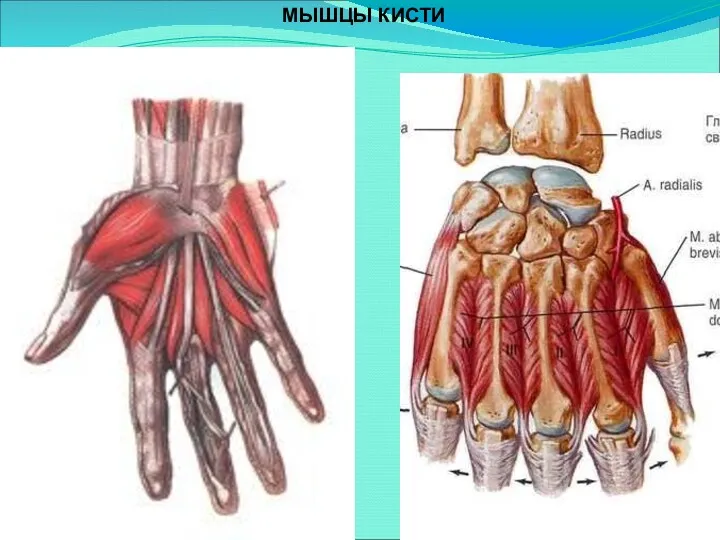 МЫШЦЫ КИСТИ