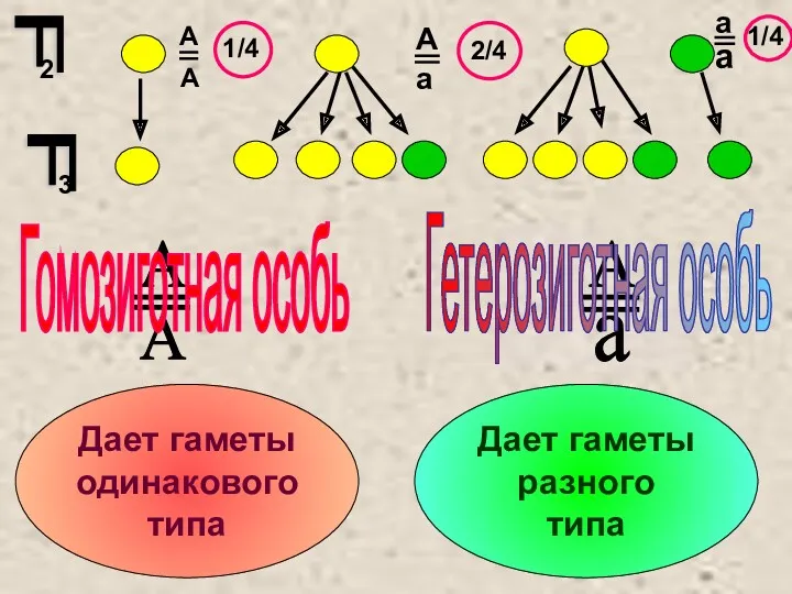 Дает гаметы одинакового типа Дает гаметы разного типа