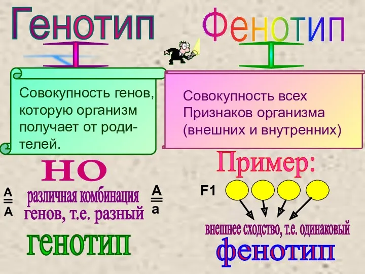 Генотип Фенотип Пример: F1 внешнее сходство, т.е. одинаковый фенотип но генотип