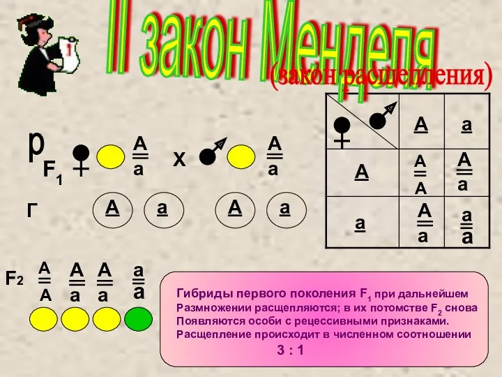 II закон Менделя (закон расщепления) Г