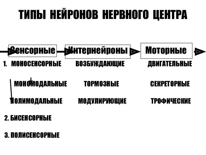 ТИПЫ НЕЙРОНОВ НЕРВНОГО ЦЕНТРА Сенсорные Интернейроны Моторные 1. МОНОСЕНСОРНЫЕ ВОЗБУЖДАЮЩИЕ