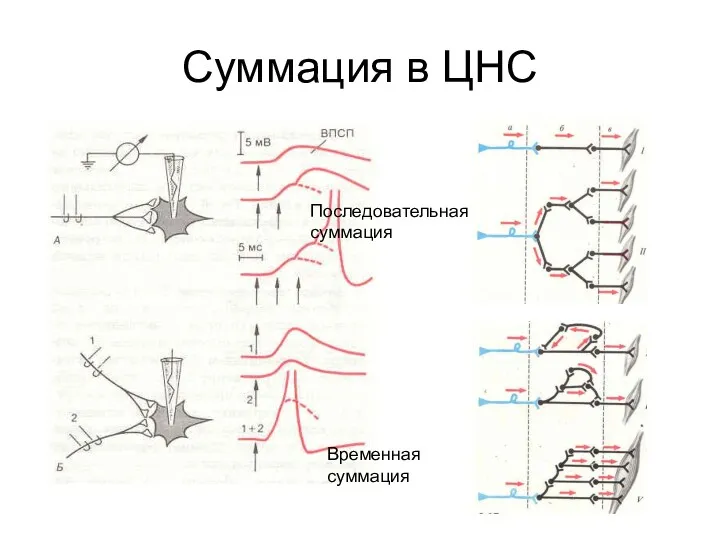 Суммация в ЦНС Последовательная суммация Временная суммация