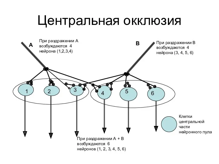 Центральная окклюзия 1 2 3 4 5 6 А В